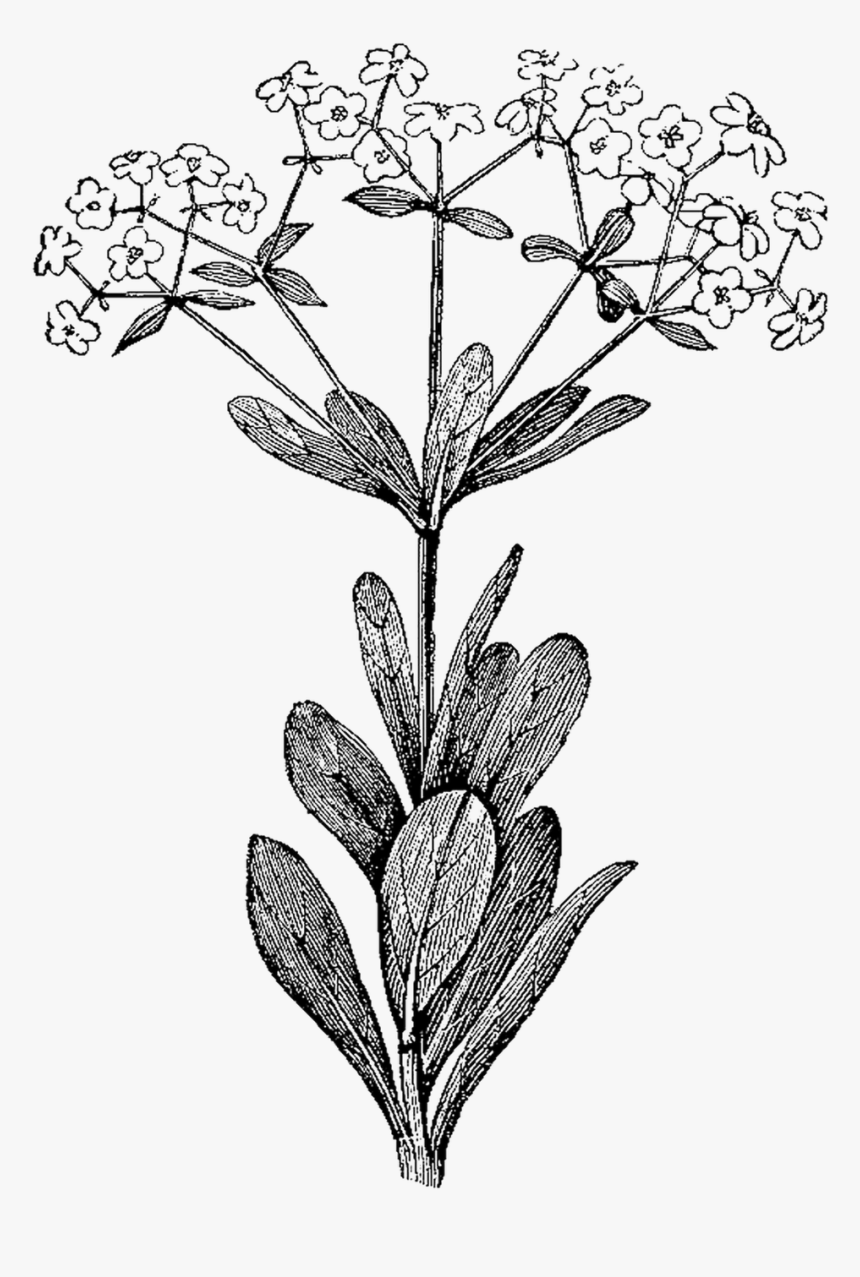 Botanical Illustration Botany Illustration - Botanical Illustrations Black And White, HD Png Download