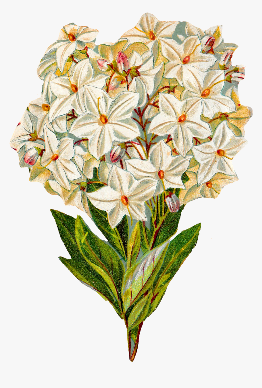 Clip Art Antique Images Free Hydrangea - Botanical Illustration Vintage Flowers Png, Transparent Png
