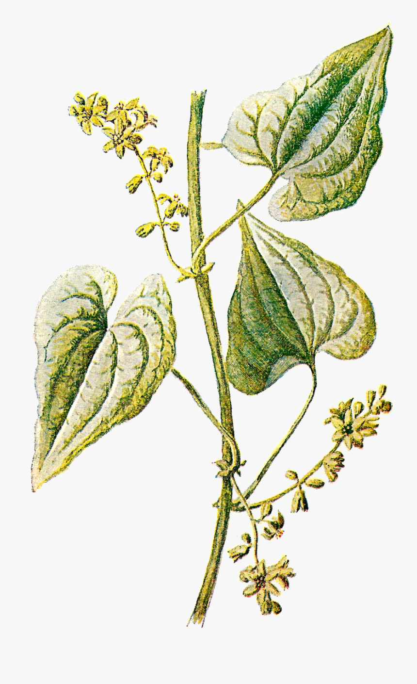 Free Botanical Graphic Plant - Vintage Botanical Illustrations Png, Transparent Png