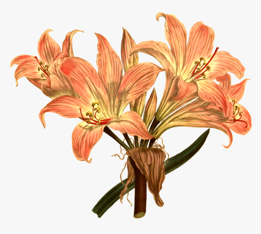 Jersey Lily Drawing Botanical Illustration Botany Free - Botanical Illustration Botanical Computer, HD Png Download