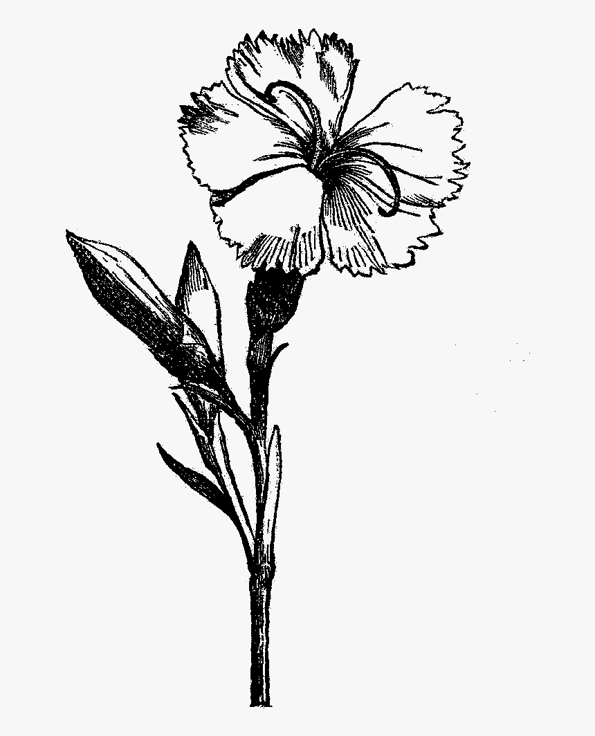 Flower Drawing Visual Arts Black And White - Black And White Flower Png, Transparent Png