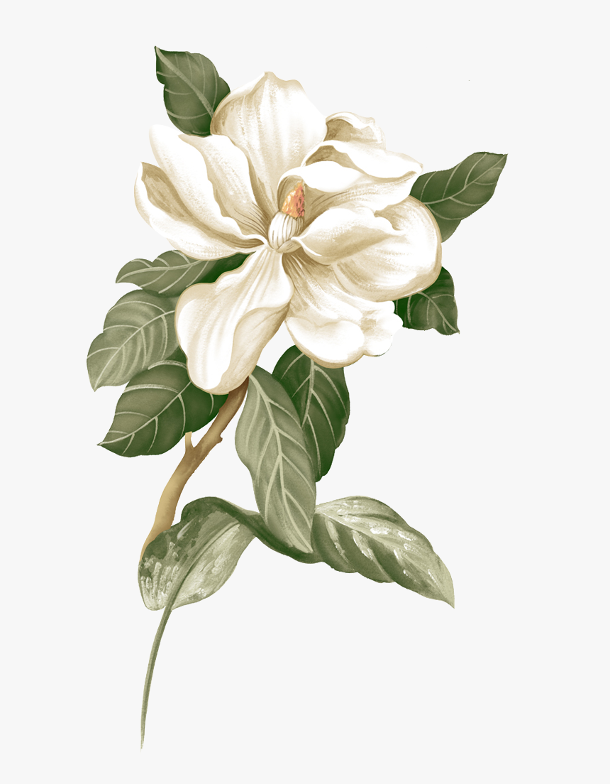 Fresh,creative Gardenia,small Flower Jasmine Illustration - Jasmine Flower Png, Transparent Png