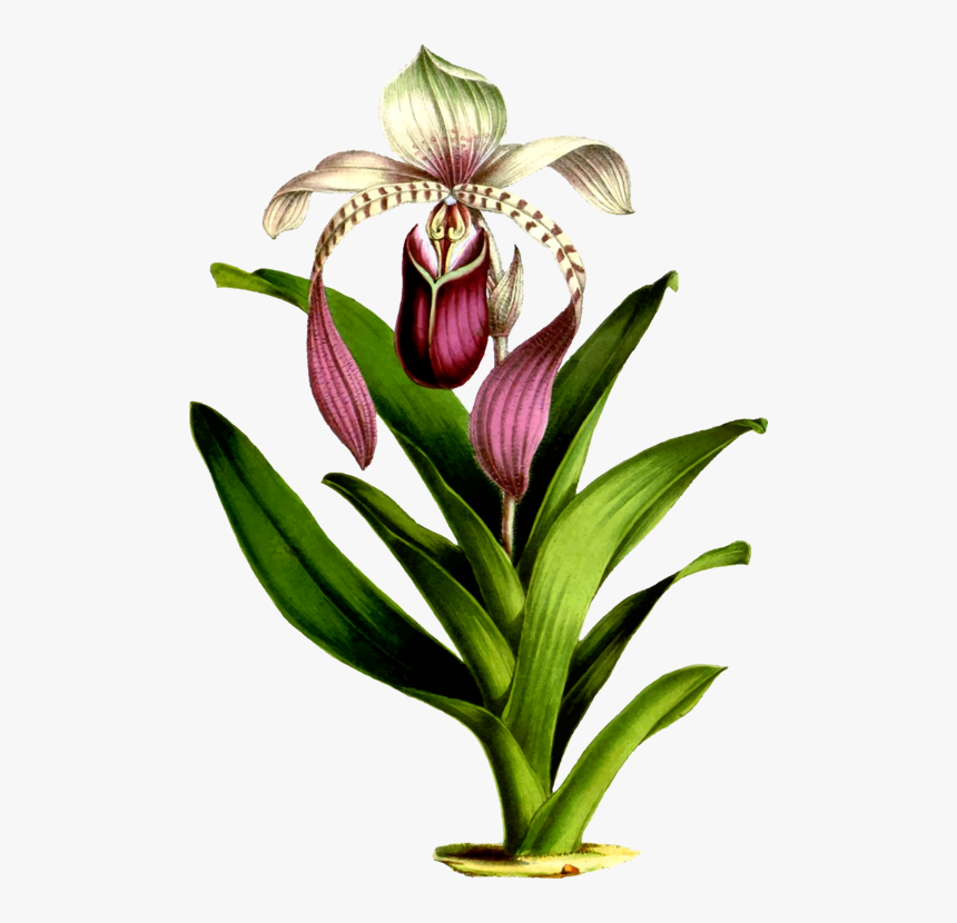 Drawings Of Botanical Flowers, HD Png Download