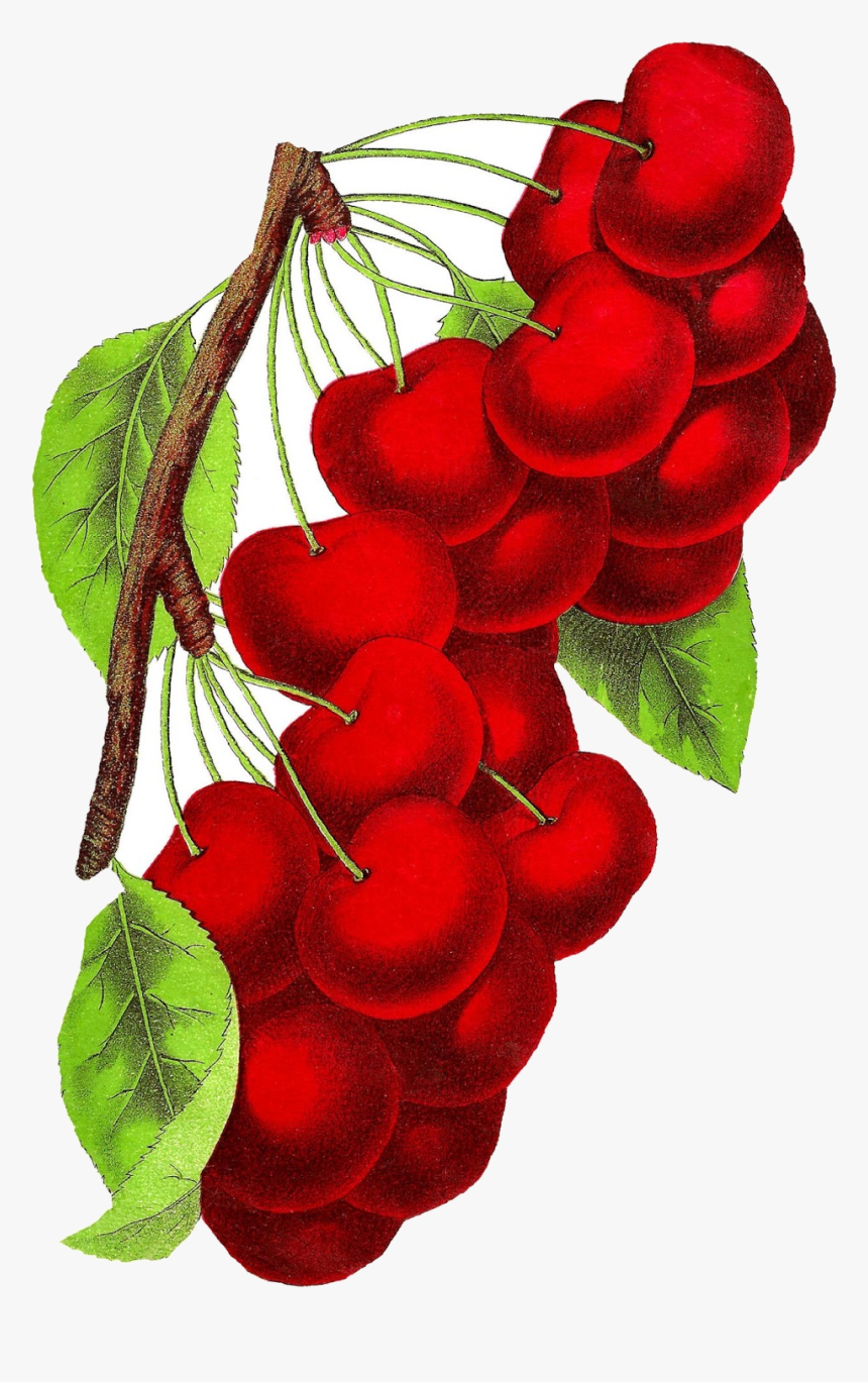 Cherry Antique Images Royalty Free Vintage Botanical - Vintage Cherry Png, Transparent Png