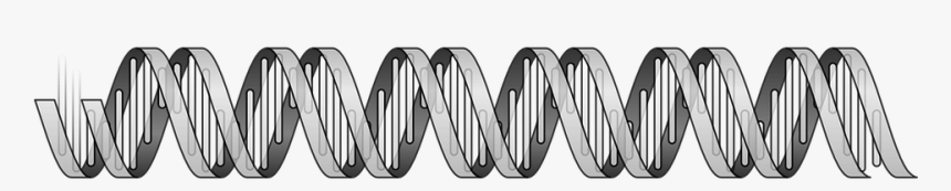 Dna, Double Helix, Genome, Human, Biology, Life - Dna Double Helix Free, HD Png Download