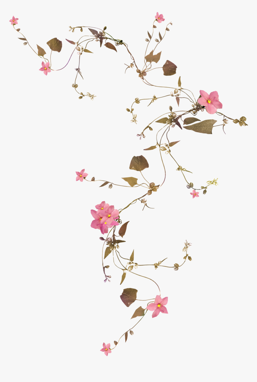 Flower Vines Drawings