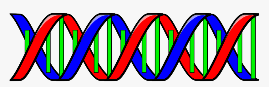 Double Helix Clip Art, HD Png Download