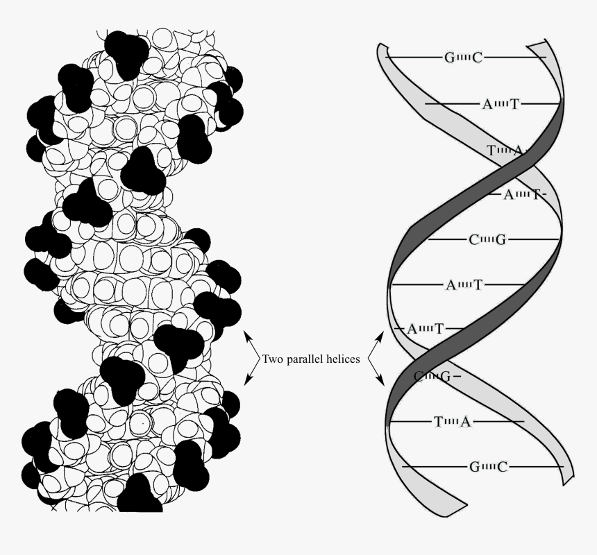 Van Der Waals Base Stacking Dna , Png Download Pi Pi Interaction In Dna, Transparent Png