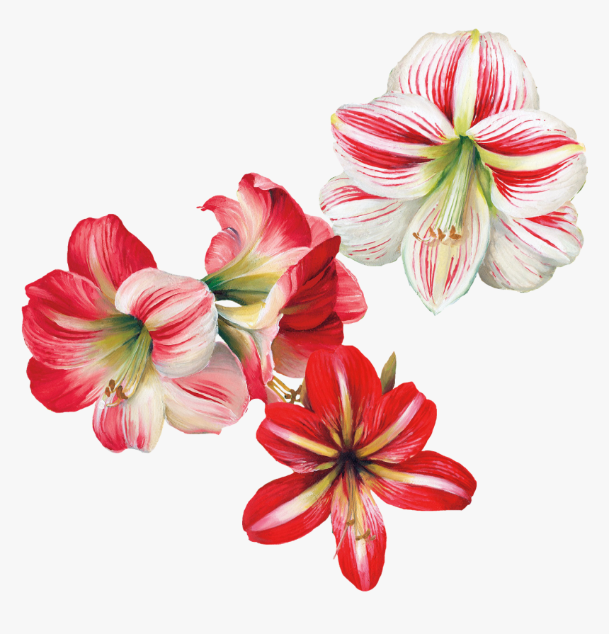 Flower Painting Transparent, HD Png Download