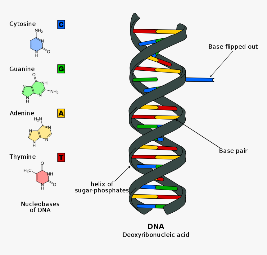 Dna Helix Png - Nitrogen Base On Dna, Transparent Png
