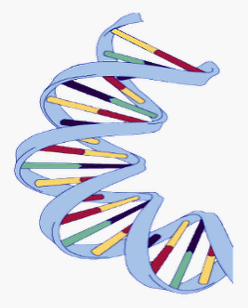 Dna Structure Clipart Wikipedia - Dna Strand Of Banana, HD Png Download