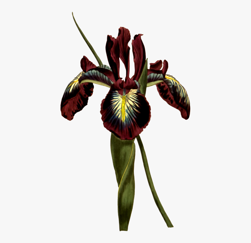 Cactaceae Biodiversity Heritage Library, HD Png Download