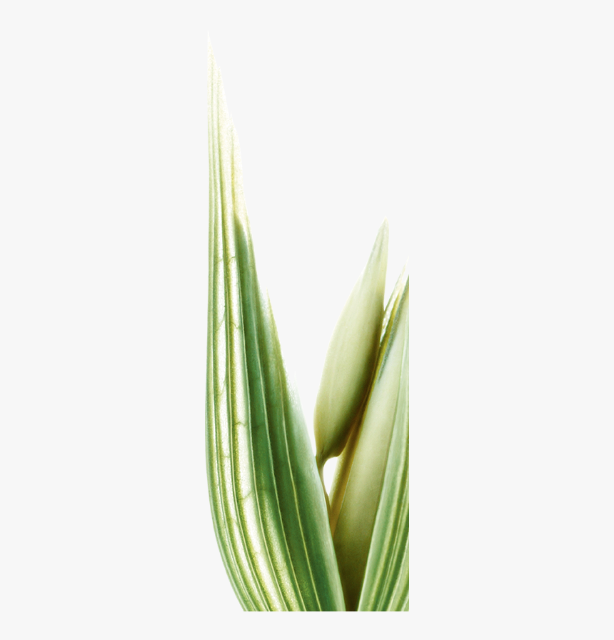 Lait D Amande Botanique Droite - Aloe, HD Png Download