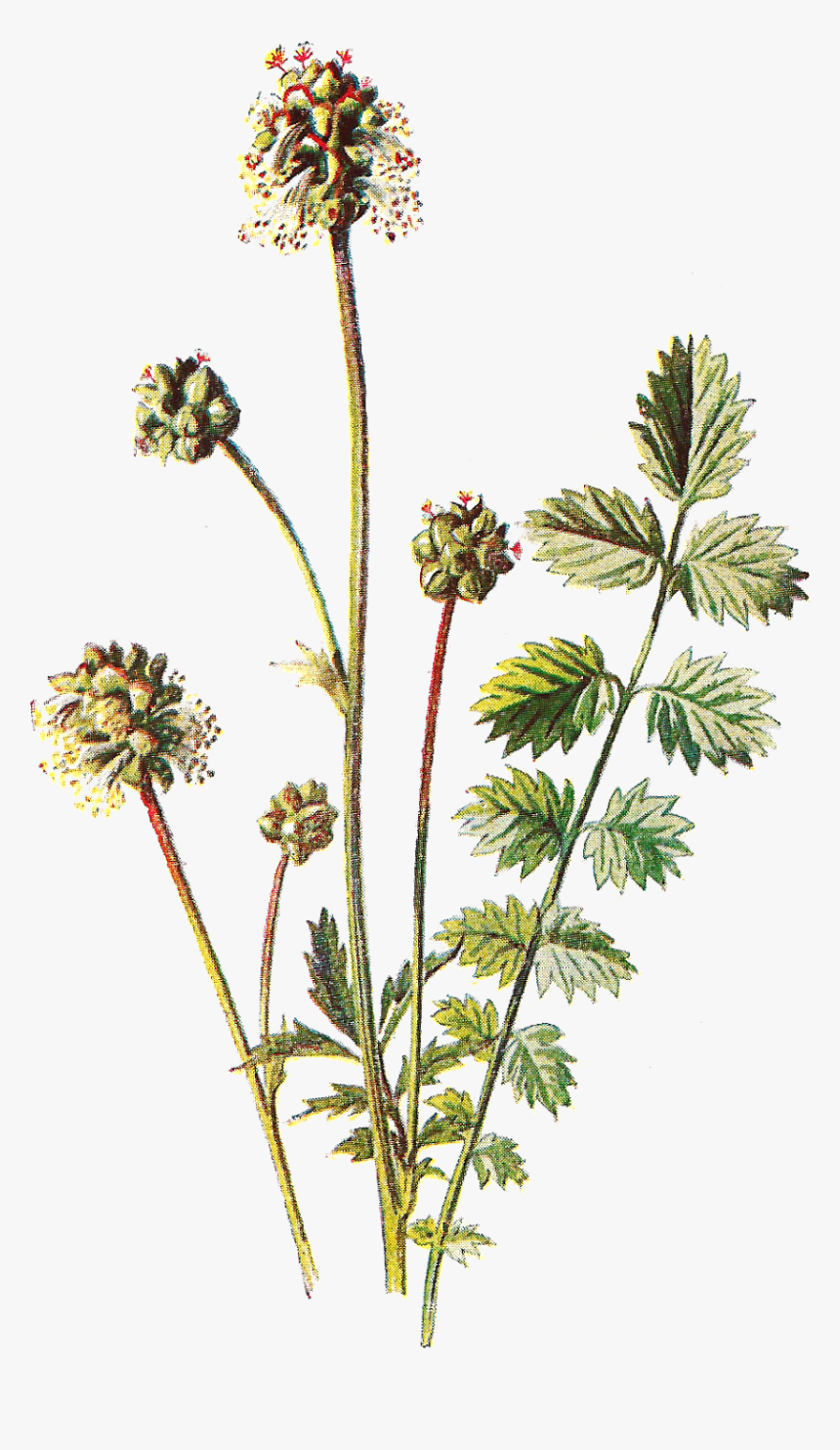 Clip Art Botanical Clip Art - Foxwedding Nemy, HD Png Download