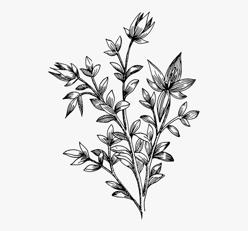 Flower, Biology, Plant, Leaves, Botany - Transparent Drawn Flowers Png, Png Download