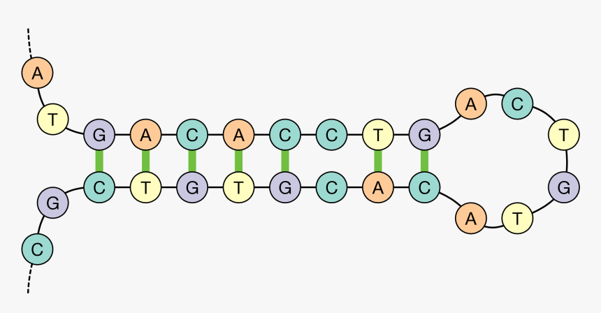 Dna Hairpin, HD Png Download