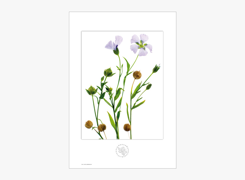 Picture Of Linen Aboca Botanical Art Flower - Linen Botanical Art, HD Png Download