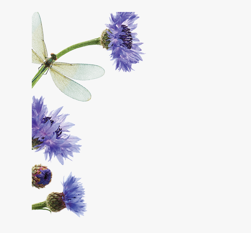 Cornglower Edito Upper Left - Passion Flower, HD Png Download