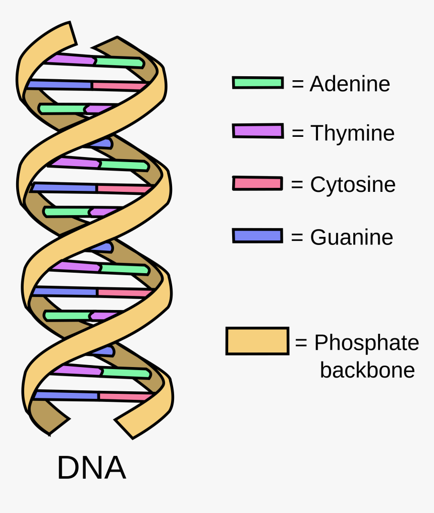 Clipart Definition Research Paper - Dna Adenine Thymine Guanine Cytosine, HD Png Download