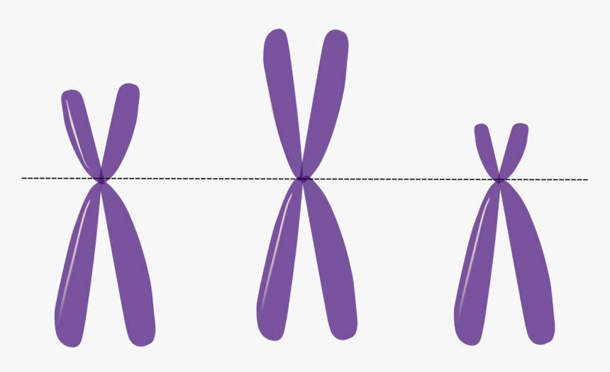 Transparent Dna Clipart Transparent - Chromosome Clipart, HD Png Download