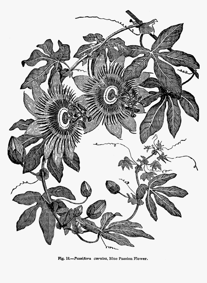 Passion Flower Botanical Print Black And White, HD Png Download