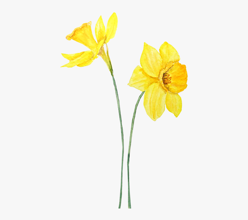 Daffodil Watercolor, HD Png Download