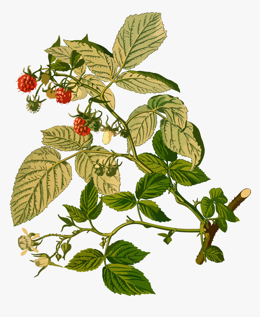 Clip Art Collection Of Free Raspberry - Parts Of Raspberry Plant, HD Png Download