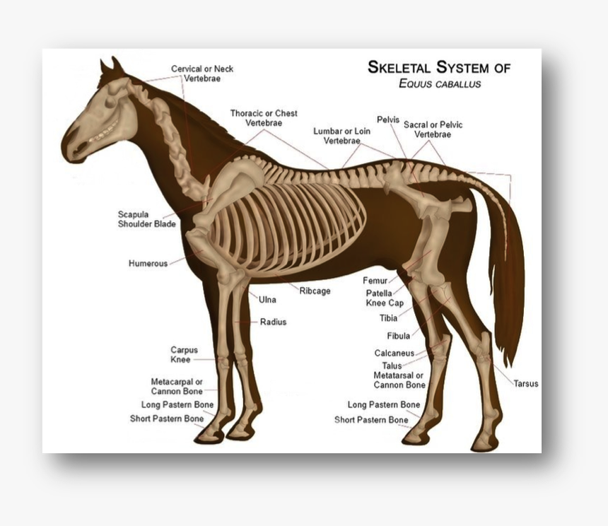 Picture - Horse Skeleton Anatomy, HD Png Download