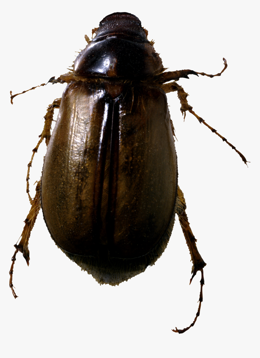 Roach Bug Png Image - Bug Png, Transparent Png