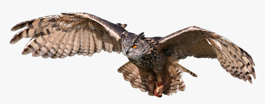 Bird Bird Of Prey Wing Osprey Eastern Screech Owl Beak Owl Golden Harry Potter Owl Flying Hd Png Download Transparent Png Image Pngitem