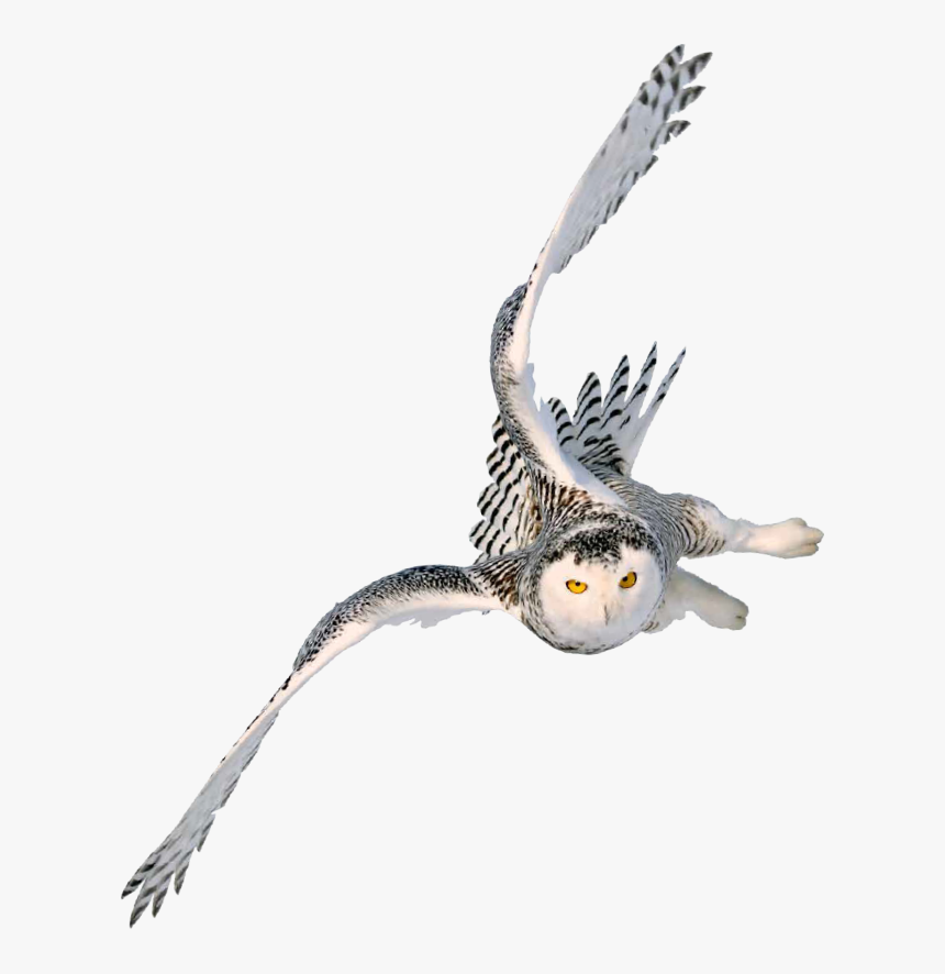 Flying Owl Transparent - Harry Potter Owl Flying, HD Png Download
