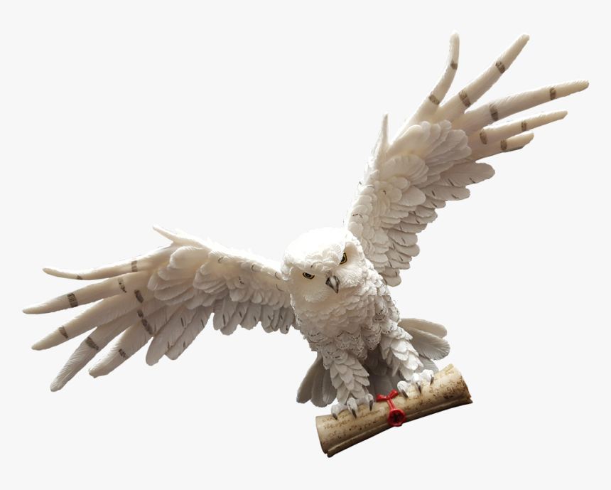 Owl With A Letter, HD Png Download