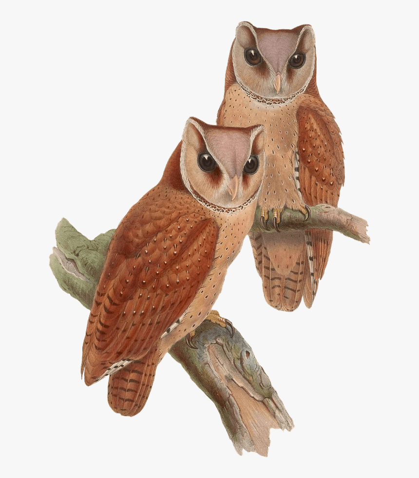 Owls Sitting On A Branch - Vintage Owl Png, Transparent Png