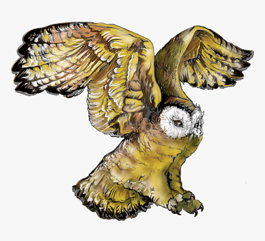 - Owl , Png Download - Owl, Transparent Png