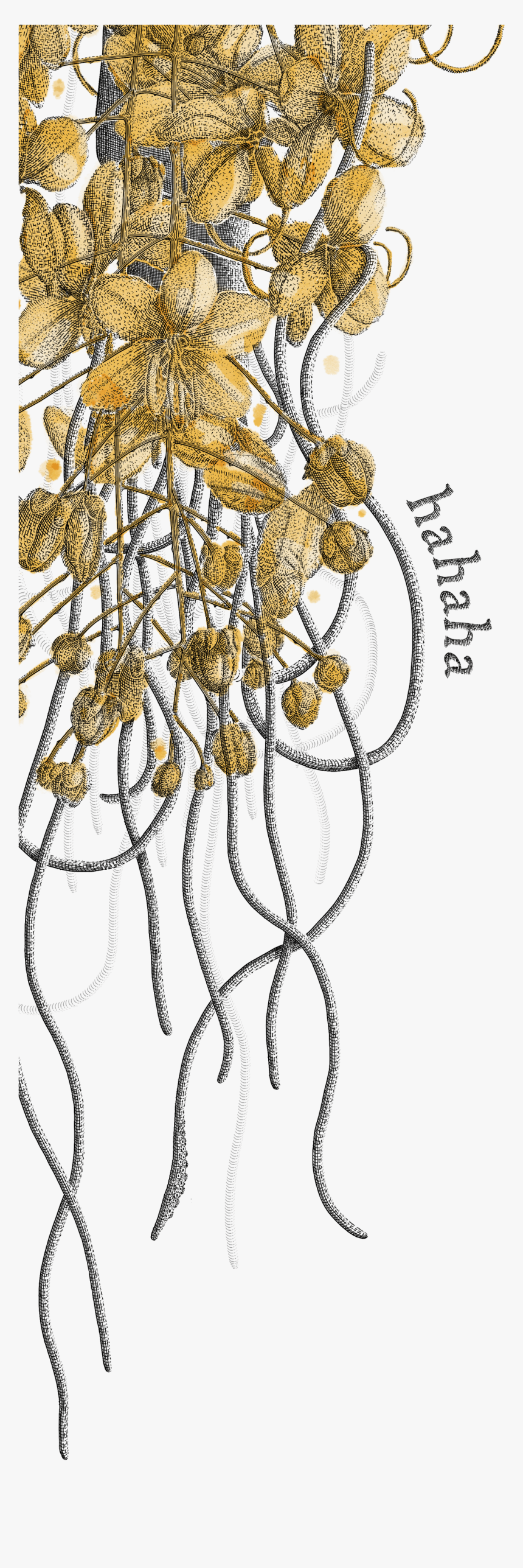 Tree, HD Png Download