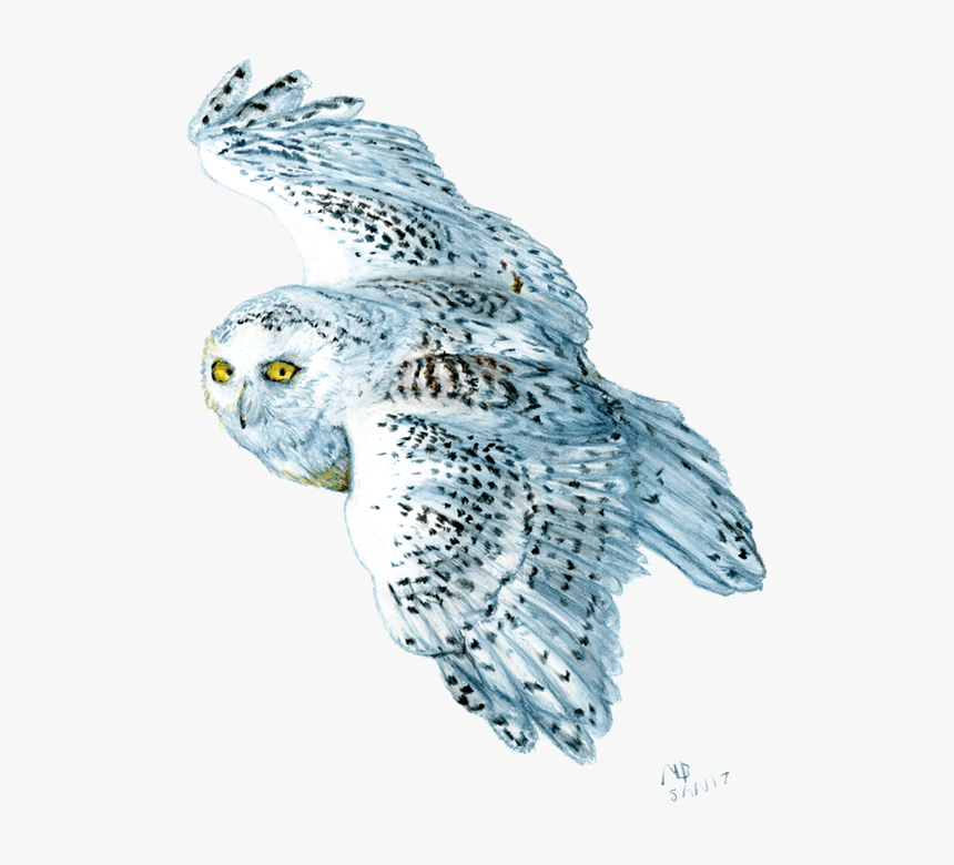 Transparent Snow Owl Png - Owl Watercolour Sketch Png, Png Download