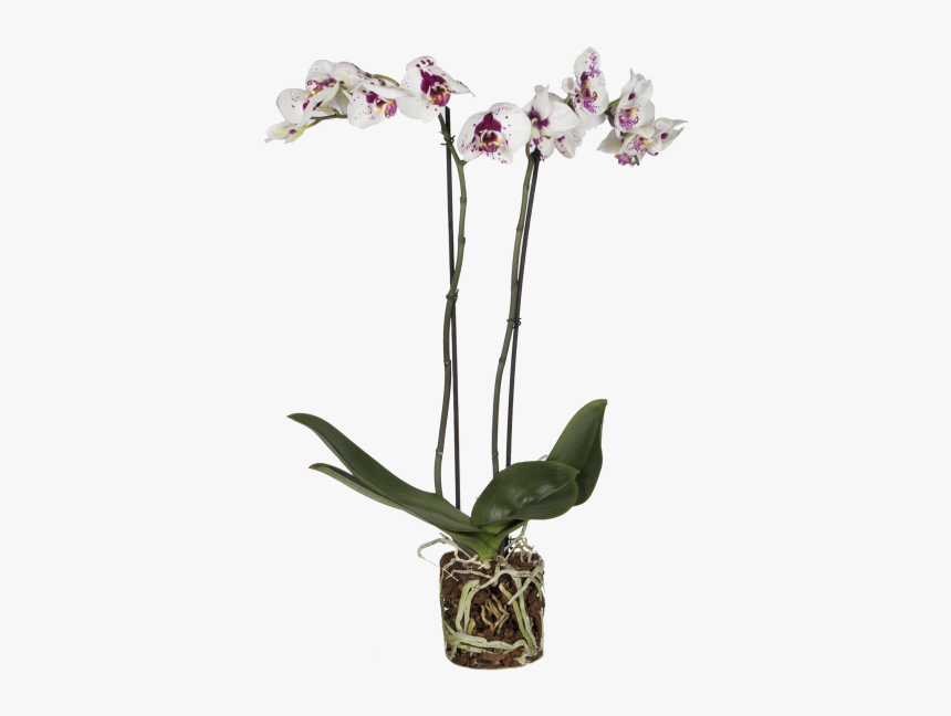 фаленопсис пинк петалс. фаленопсис serena.