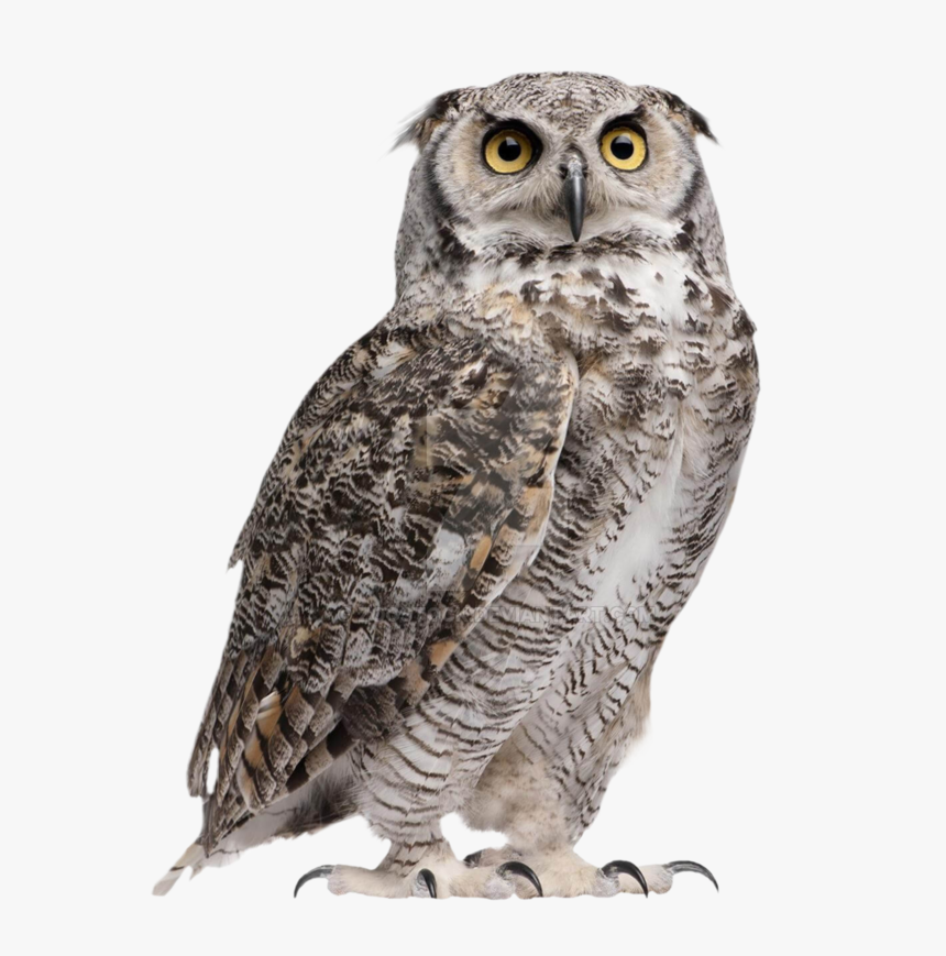 Owl Png Hd Image - Great Horned Owl Png, Transparent Png