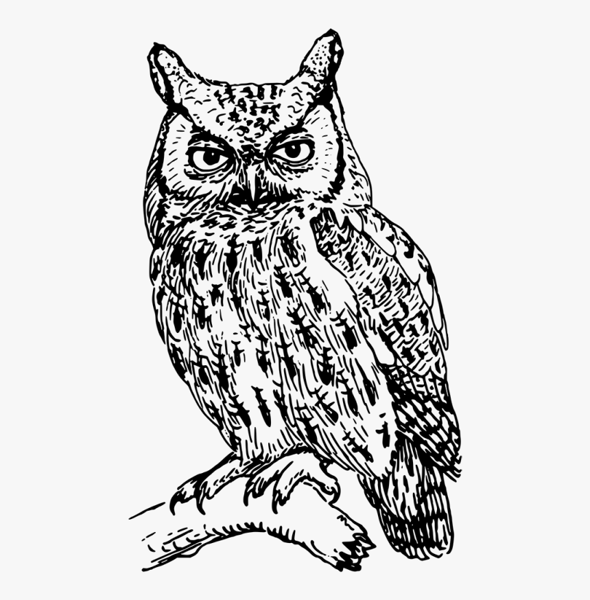 Great Horned Owl Angry Owl Clipart - Clip Art Black And White Owl, HD Png Download