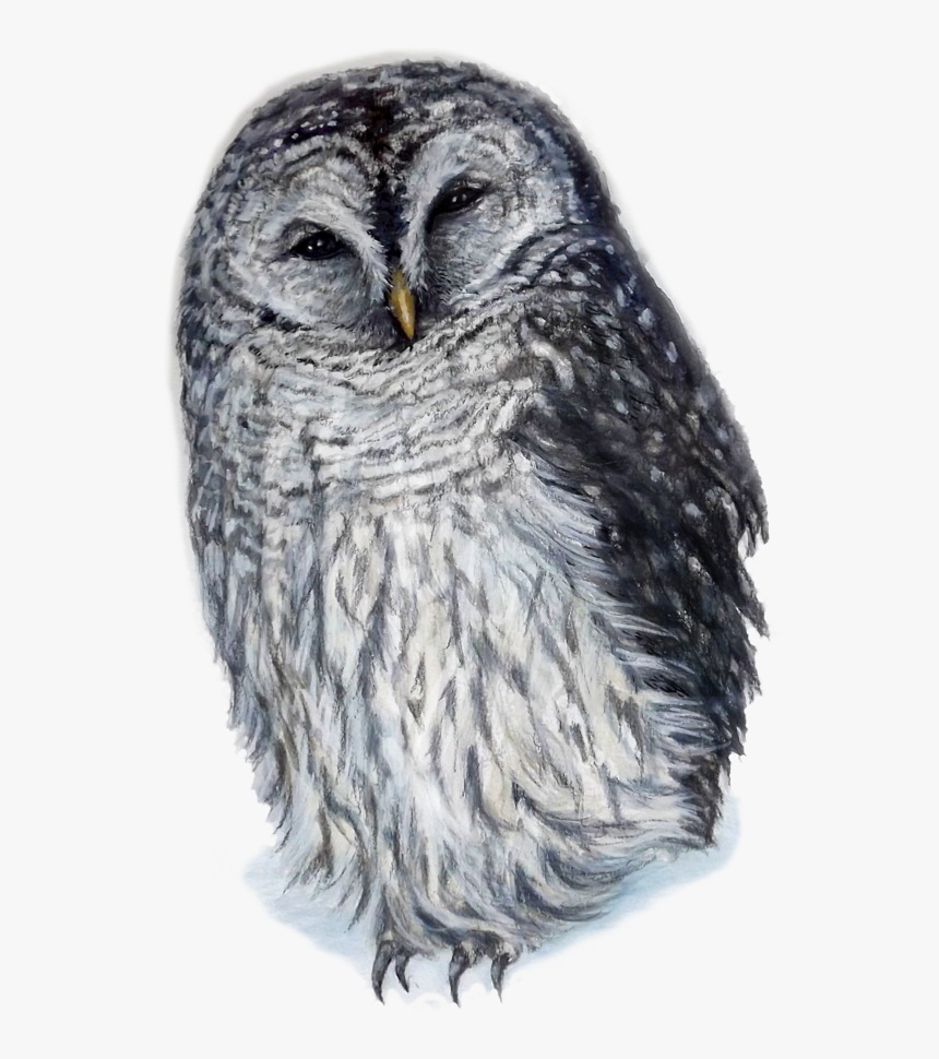 Barred Owl Png, Transparent Png