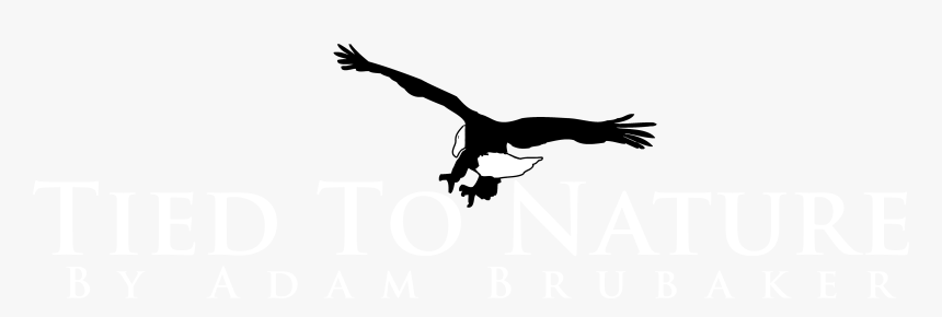 Osprey, HD Png Download