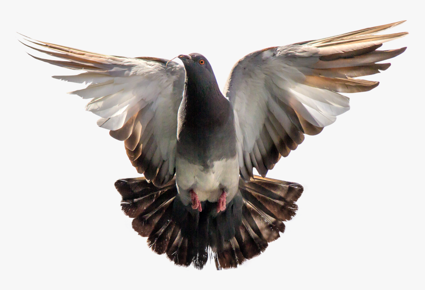 Pigeon Png, Transparent Png