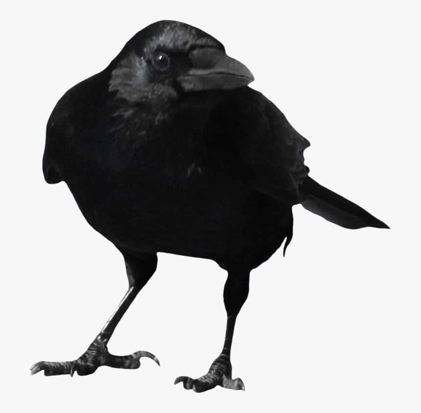 Crow Ready To Fly Png - Transparent Background Crow Png Clipart, Png Download