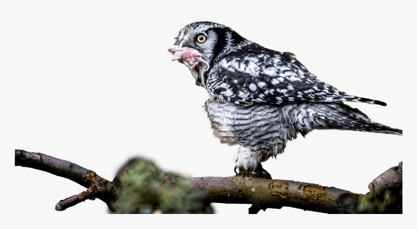 Owl With Catch In Mouth - Owl, HD Png Download