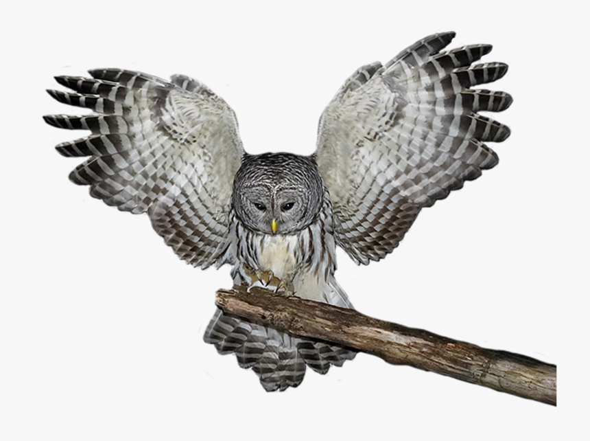 Clip Art Owl Backgrounds - Great Grey Owl Png, Transparent Png