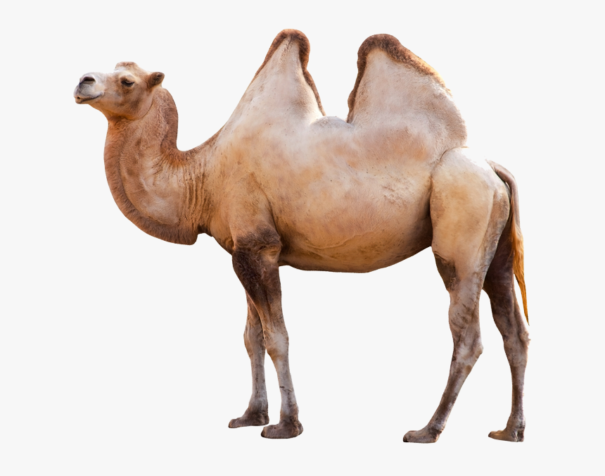 Animals Png, Transparent Png