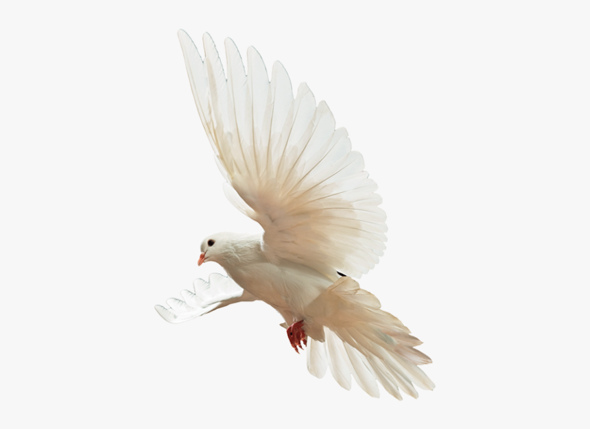Birds Png Download - Parrot, Transparent Png