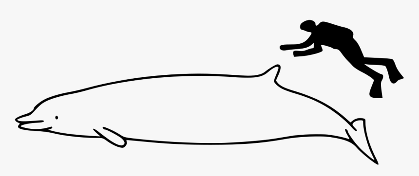 Whale Size, HD Png Download