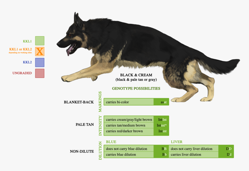 Transparent German Shepherd Head Clipart - Sable German Shepherd Husky Mix, HD Png Download