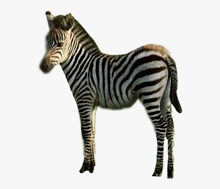 #sticker #zebra #stripes #black & White #animal #freetoedit - Quagga, HD Png Download